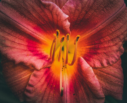 Red Day Lily