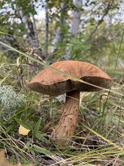 A fungal mushroom grows on a tree branch amidst grass in a natural landscape