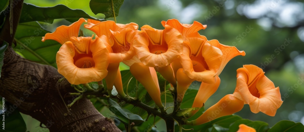 Canvas Prints Beautiful blooming orange flowers on a vibrant tree in a botanical garden