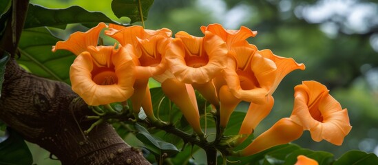Beautiful blooming orange flowers on a vibrant tree in a botanical garden