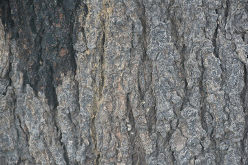 Old tree texture. Bark pattern, For background wood work, Bark of brown hardwood, thick bark hardwood, residential house wood. nature, tree, bark, hardwood, trunk, tree , tree trunk close up texture