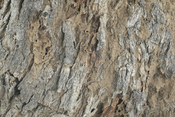 Old tree texture. Bark pattern, For background wood work, Bark of brown hardwood, thick bark hardwood, residential house wood. nature, tree, bark, hardwood, trunk, tree , tree trunk close up texture