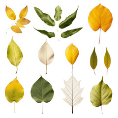 Botanical Leaf Collection for Natural Designs