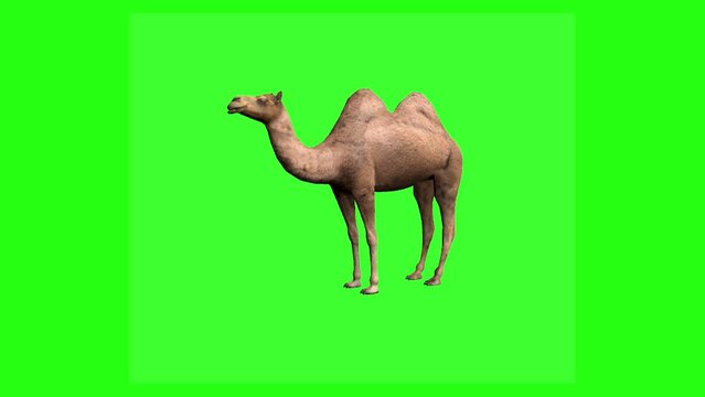 Camel Seamless Loop 3D Animation with Copy Space on Green Screen