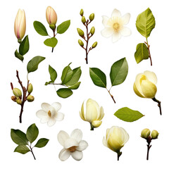 Magnolia Blossoms Botanical Illustration Set