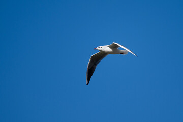 Obraz premium Seagull flying