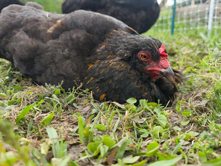 Close-up. shot of an Oliver Egger Chicken Hen dust bathing outside