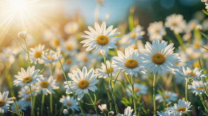 Daisies bloom in a sunny meadow, surrounded by lush green grass and under a clear blue sky,...