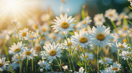 Poster Daisies bloom in a sunny meadow, surrounded by lush green grass and under a clear blue sky, embodying the beauty of nature in spring or summer © Pronpipat