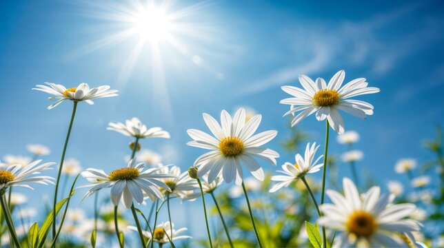 Daisies bloom in a sunny meadow, surrounded by lush green grass and under a clear blue sky, embodying the beauty of nature in spring or summer