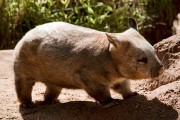 the hairy nosed wombat is enjoying the sun