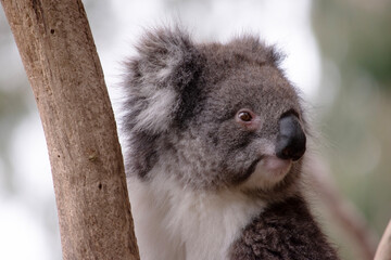 the Koala has a large round head, big furry ears and big black nose. Their fur is usually grey-brown in color with white fur on the chest, inner arms, ears and bottom.