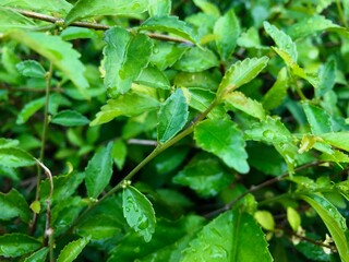 the texture of small fresh wet leaves