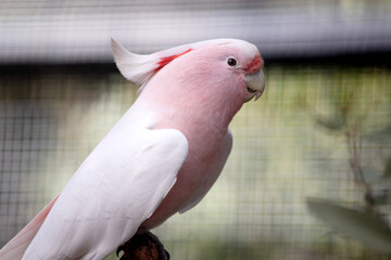 Major Mitchell's Cockatoo is the only Australian cockatoo that is salmon-pink below and white above.