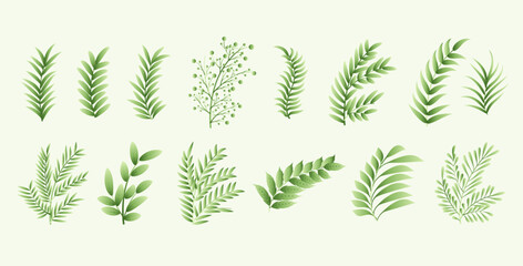 collection of botanical natural leaves element white background design