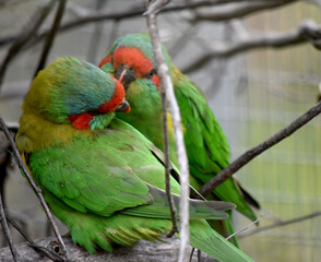 The musk lorikeet is mainly green and it is identified by its red forehead, blue crown and a distinctive yellow band on its wing.