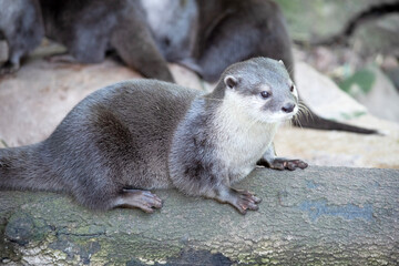 Asian small clawed otters are small, with short ears and noses, elongated bodies, long tails, and...