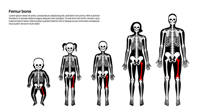 Femur bone anatomy