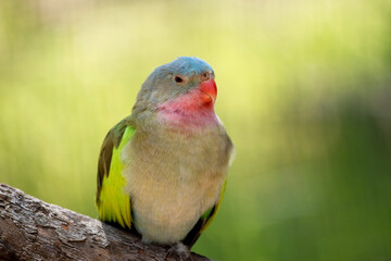 this is a close up of a prince parrot