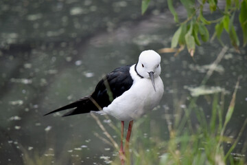 the black winged stilt is a black and white seabird with pink legs.  It has a white head with a narrow black beak white chest and black wings
