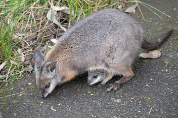 the tammar wallaby has a joey in her pouch