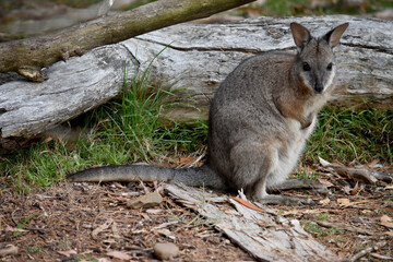 the tammar wallaby  has dark greyish upperparts with a paler underside and rufous-coloured sides and limbs. The tammar wallaby has white stripes on its face.