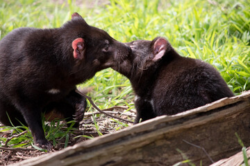 Tasmanian Devils are the size of a small dog. Devils have black fur with a large white stripe across their breast and the odd line on their back.