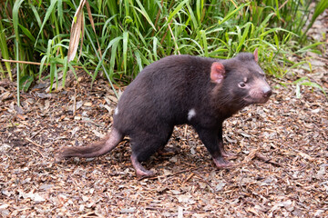 Tasmanian Devils are the size of a small dog. Devils have black fur with a large white stripe across their breast and the odd line on their back..