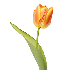 One yellow tulip flower isolated on transparent background