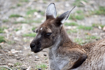 Western grey kangaroos have a finely haired muzzle. They have light to dark-brown fur. Paws, feet and tail tips vary in colour from brown to black.