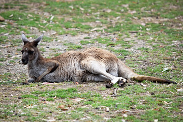 Naklejka na ściany i meble Western grey kangaroos have a finely haired muzzle. They have light to dark-brown fur. Paws, feet and tail tips vary in colour from brown to black.