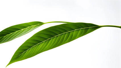 close-up-of-leaves-isolated-against-a-stark-white-background-embodying-the-essence-of-nature-in-a