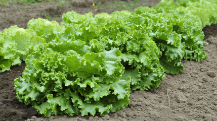 A row of crisp green lettuce heads each one carefully picked and ready to be enjoyed.