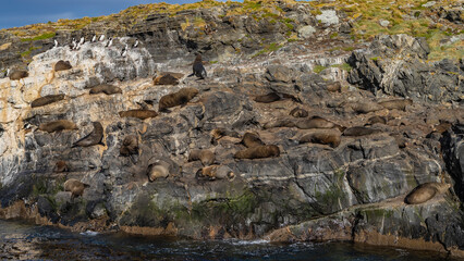 Sea lions relax lying on the slope of a rocky islet in the Beagle Channel. Sparse grassy vegetation on the cliff. Argentina. Isla de los Lobos. Tierra del Fuego Archipelago