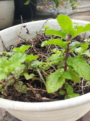 Mint leaves in a pot