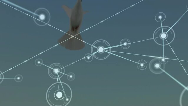 Animation of network of connections over flying dove