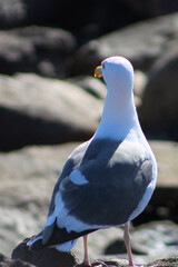 seagull on a rock