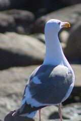 seagull on the beach