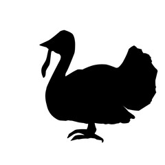 Turkey Bird Silhouette 