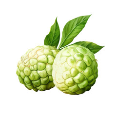 Obraz premium fruit - Lush. Custard Apple., Custard Apple illustration watercolor