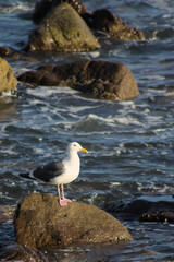 seagull on rock
