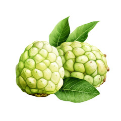 Fototapeta premium fruit - Luscious. Custard Apple., Custard Apple illustration watercolor