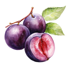 fruit - Fruitful. Plum., Plum illustration watercolor