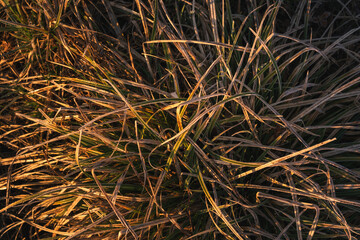 patch of green grass in the morning, golden, yellow light, bush, top down