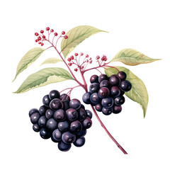 fruit - Fresh. Elderberry., Elderberry  illustration watercolor