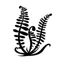 Fern Leave Silhouette 