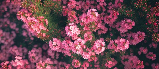 Beautiful Pink Flowers Wallpapers for Fresh and Vibrant Backgrounds in HD Quality