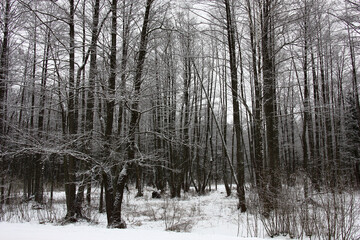 Cloudy march day. Winter landscape of the alder forest. Black trunks of trees and white snow.