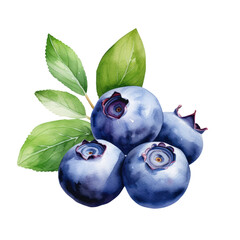 Obraz premium fruit - Ambrosial.Blueberry., Blueberry illustration watercolor