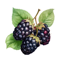 Fototapeta premium fruit - Boysenberry ,illustration watercolor